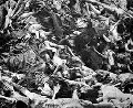 Massse grav Bergen Belsen