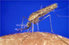 Malaria myggen