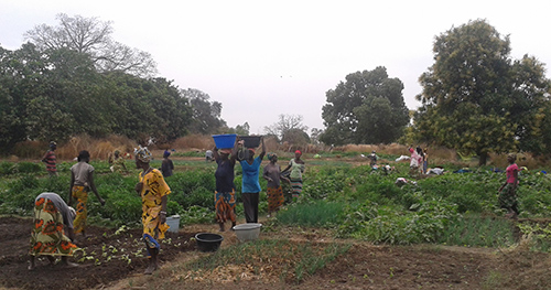 Kvinner i grønnsakshagen i Sutukoba