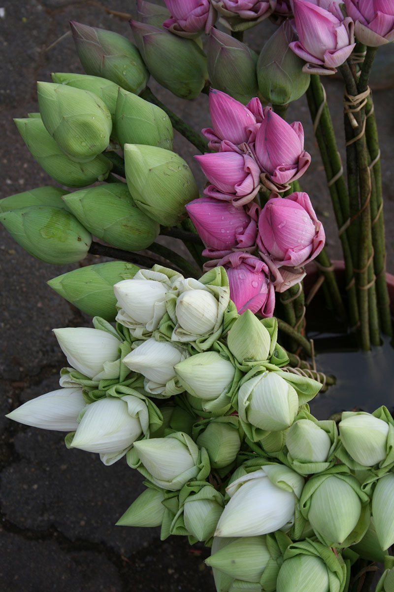 Lotusblomster