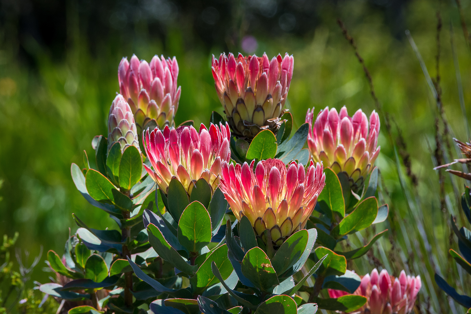Protea i Kirstenbosch botaniske hage
