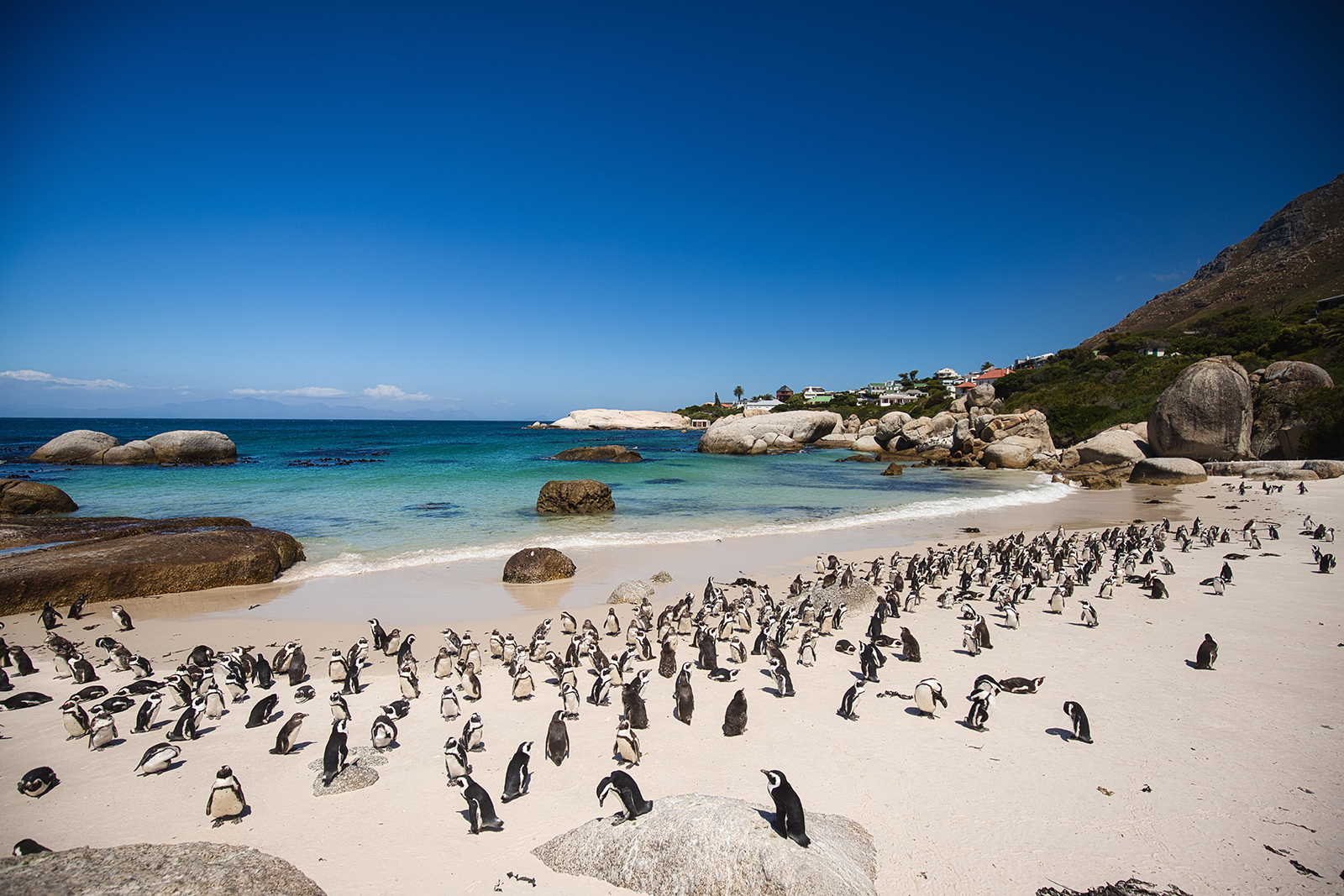 Afrikanske pingviner på Boulders Beach ved Cape Town