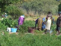 Grønnsakshagen til kvinnene i Sutukoba